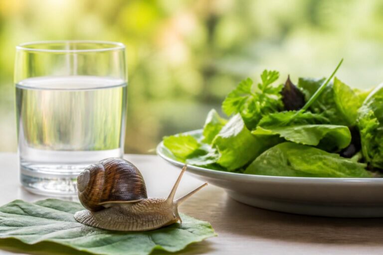 découvrez les précautions essentielles pour consommer de l'escargot en toute sécurité pendant la grossesse et éviter les risques pour la santé.